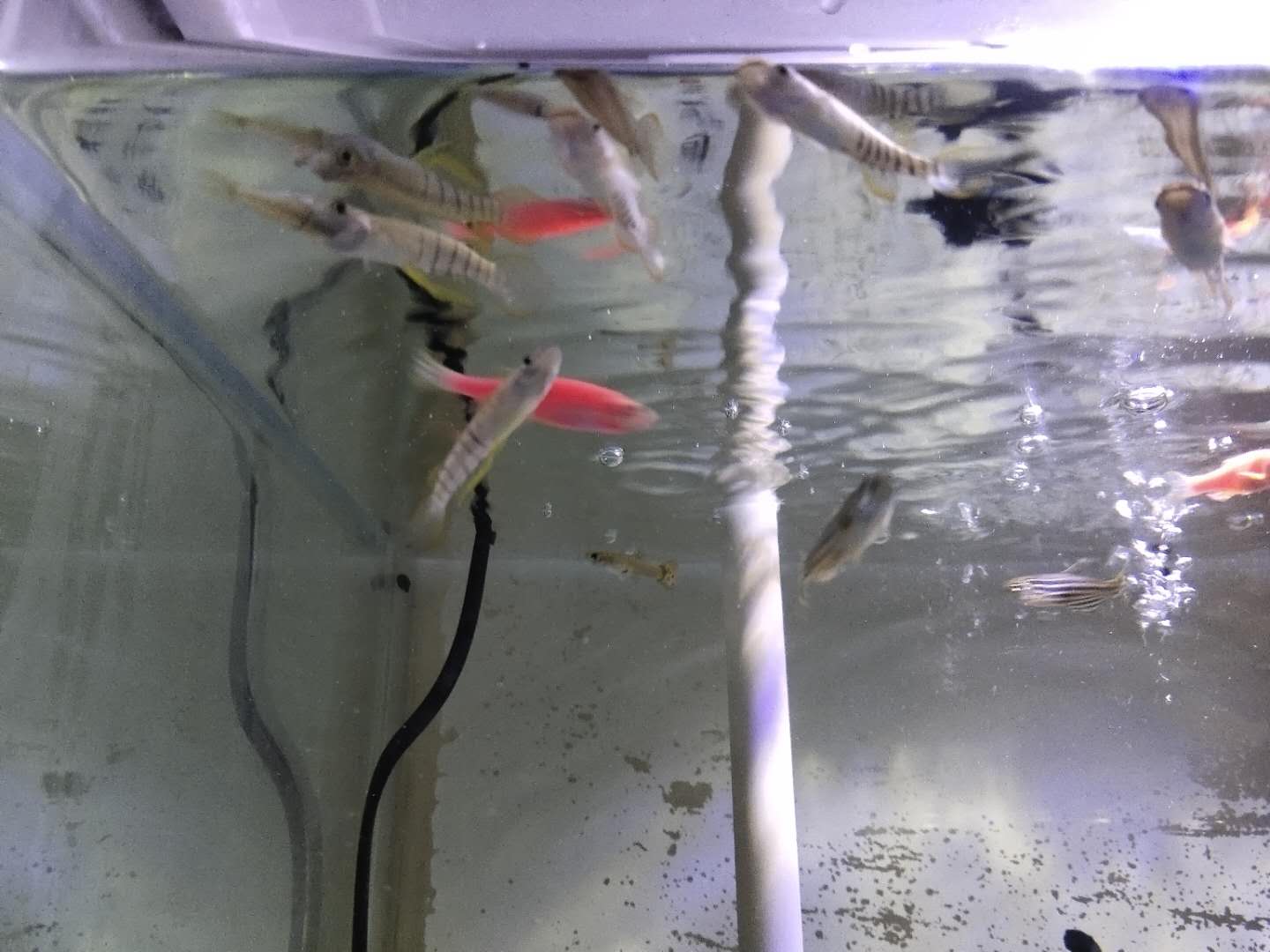 买观赏鱼回来要注意什么,观赏鱼新鱼到家身上烂了怎么办