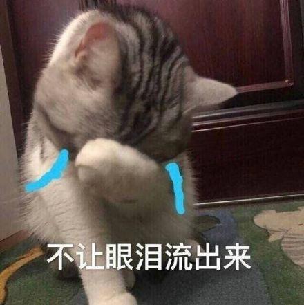 「养猫的日常」当你有这样的感慨，说明你养猫是正确的选择