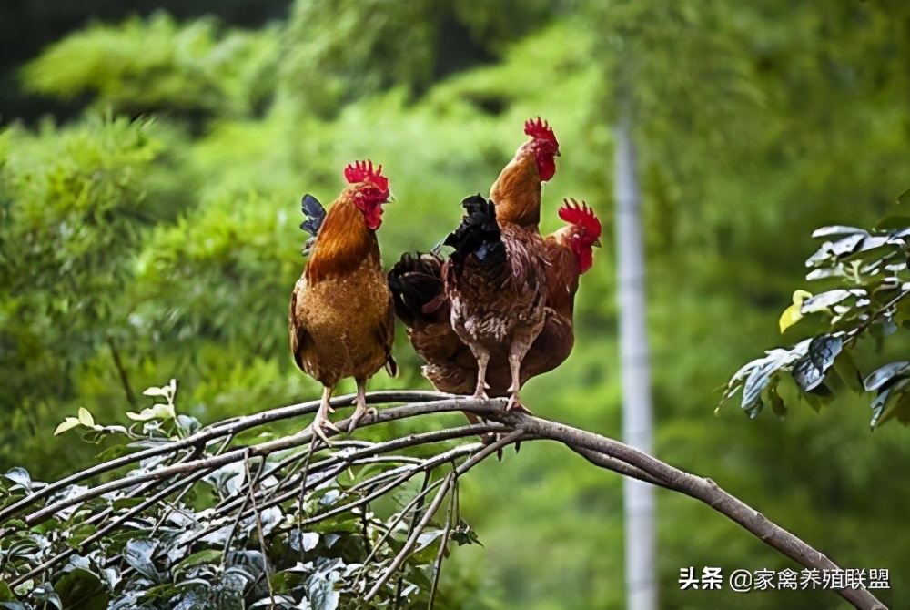 散养土鸡如何快速销售,散养土鸡怎么长期锁定顾客