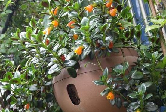 教你怎样养出一盆上好的金鱼吊兰,金鱼吊兰怎么养才能长得更茂盛