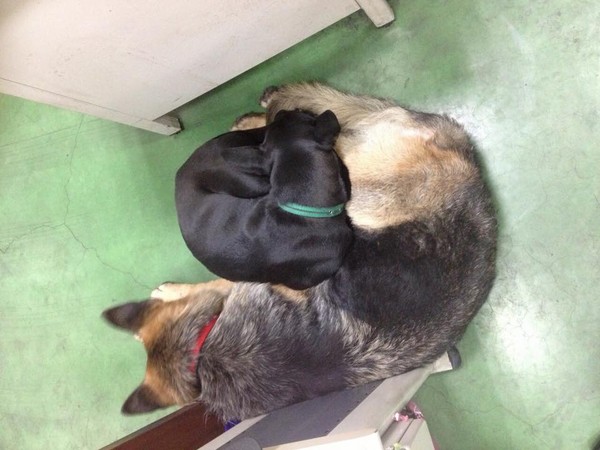 德牧被土狗咬,德牧被主人凶