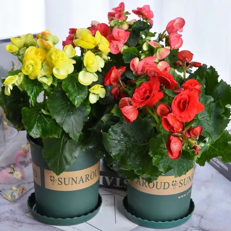 丽格海棠怎么养才能更旺盛呢,丽格海棠怎样能开花饱满