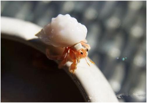 看图识海鲜，这些水产海鲜你都认识吗？