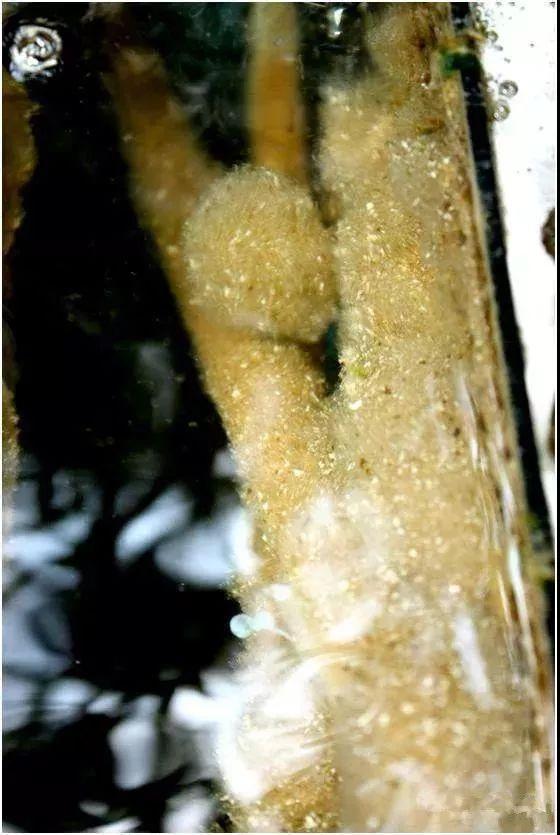 小鱼缸都适合养什么,小鱼缸都适合养啥