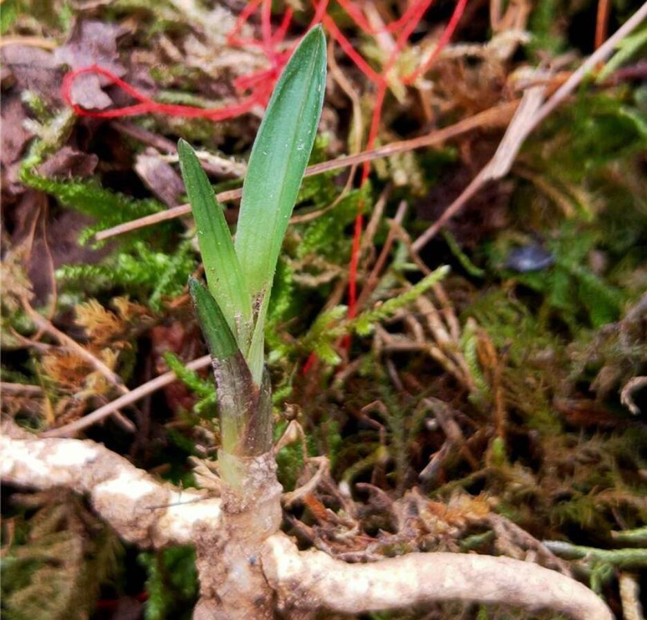 兰花龙根,另类的“赌石”,花上千去赌草,你愿意吗?