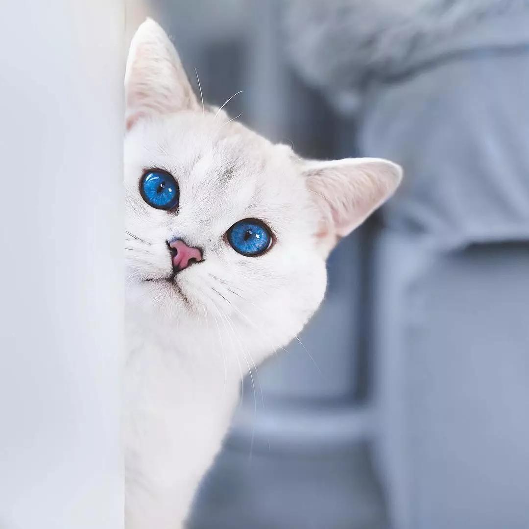 猫咪的眼睛好漂亮,猫咪的眼睛为什么又大又好看