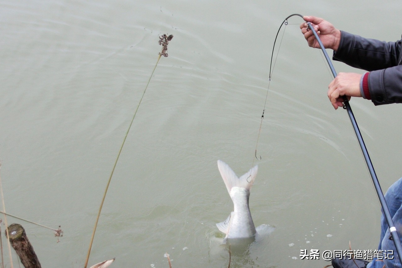 野钓钓鱼小药配方大全及使用方法,小药钓鱼配方有没有毒