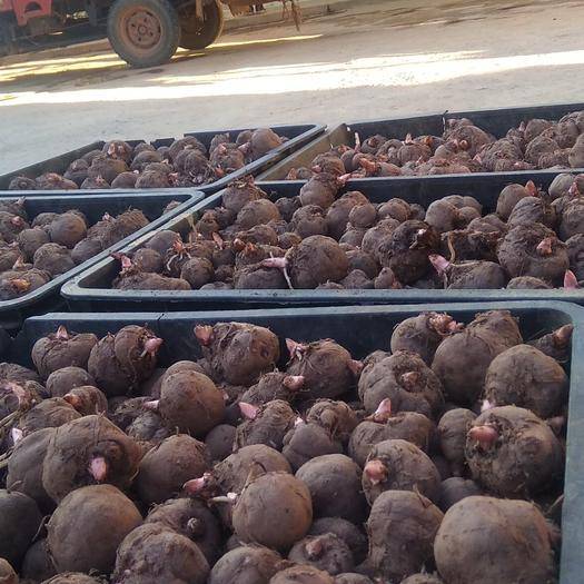 虽全株植物有毒但它的美不容忽视,最毒的致命植物