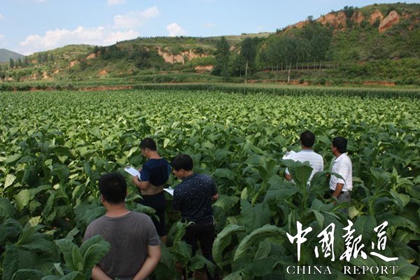 山西省垣曲县金叶烤烟购销有限公司发展烟叶种植助力脱贫攻坚