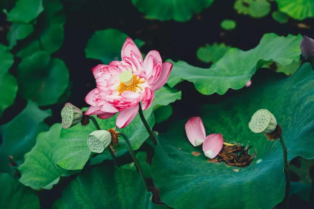 成都最美荷花池,成都荷花池有哪些