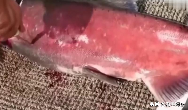 「原创」海丰阿东：开膛破肚杀鲟鱼，鱼子酱来了