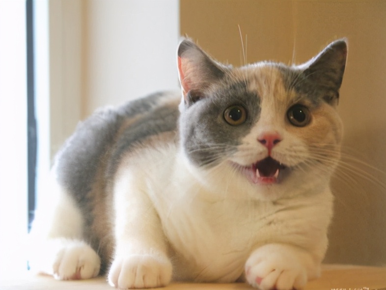 英短猫哪种花色不推荐,英短蓝白猫咪尴尬期前后对比