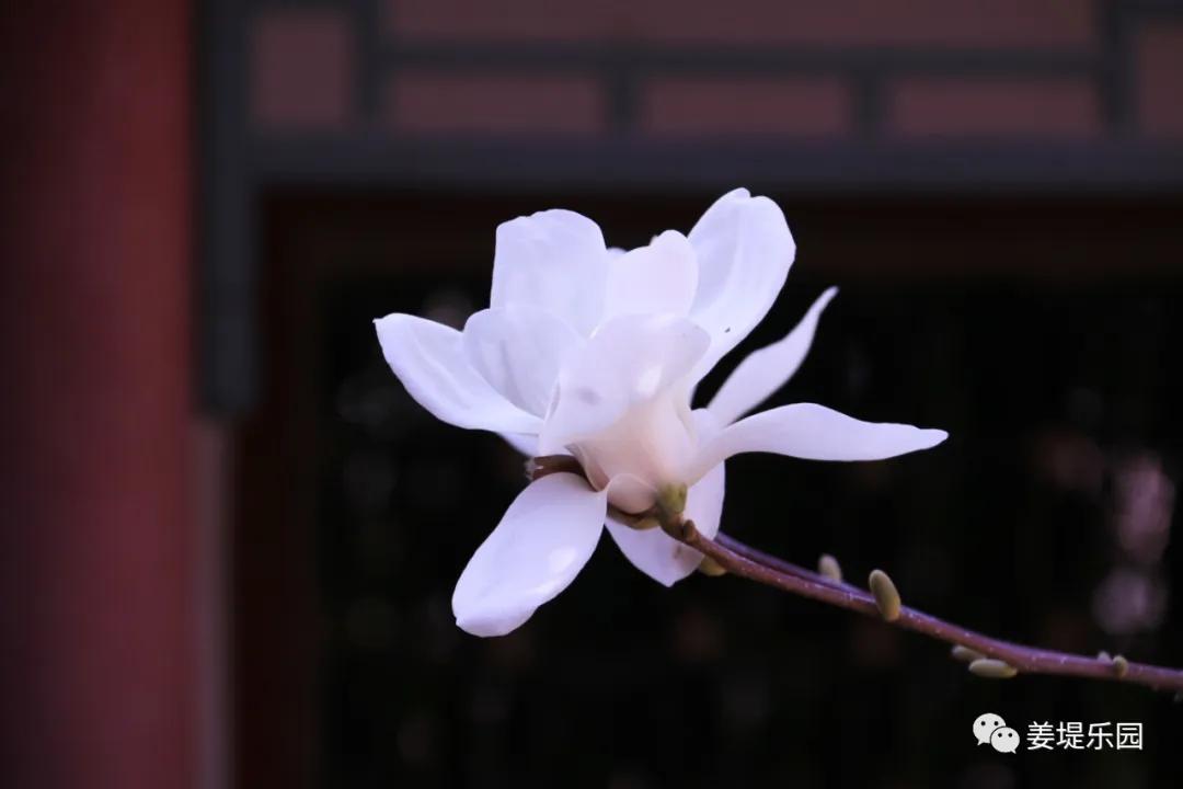 春天踏春去哪里好玩,又是一年春来到歌曲原唱视频