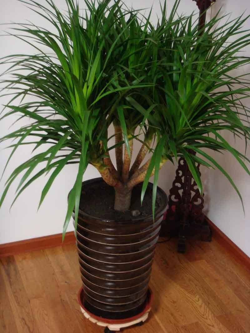 龙血树稀有吗,龙血树冬天叶子卷曲怎么办