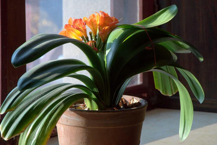 君子兰寓意,君子兰怎么辨别烂根