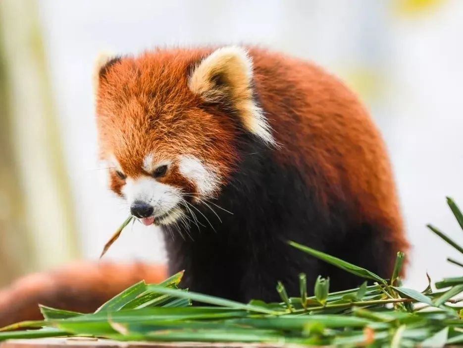 厦门周边适合亲子游的最佳地方,适合1-4岁亲子游的地方厦门