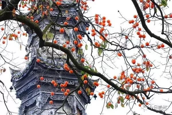 成都的天府公园,四川天府新区的公园城市