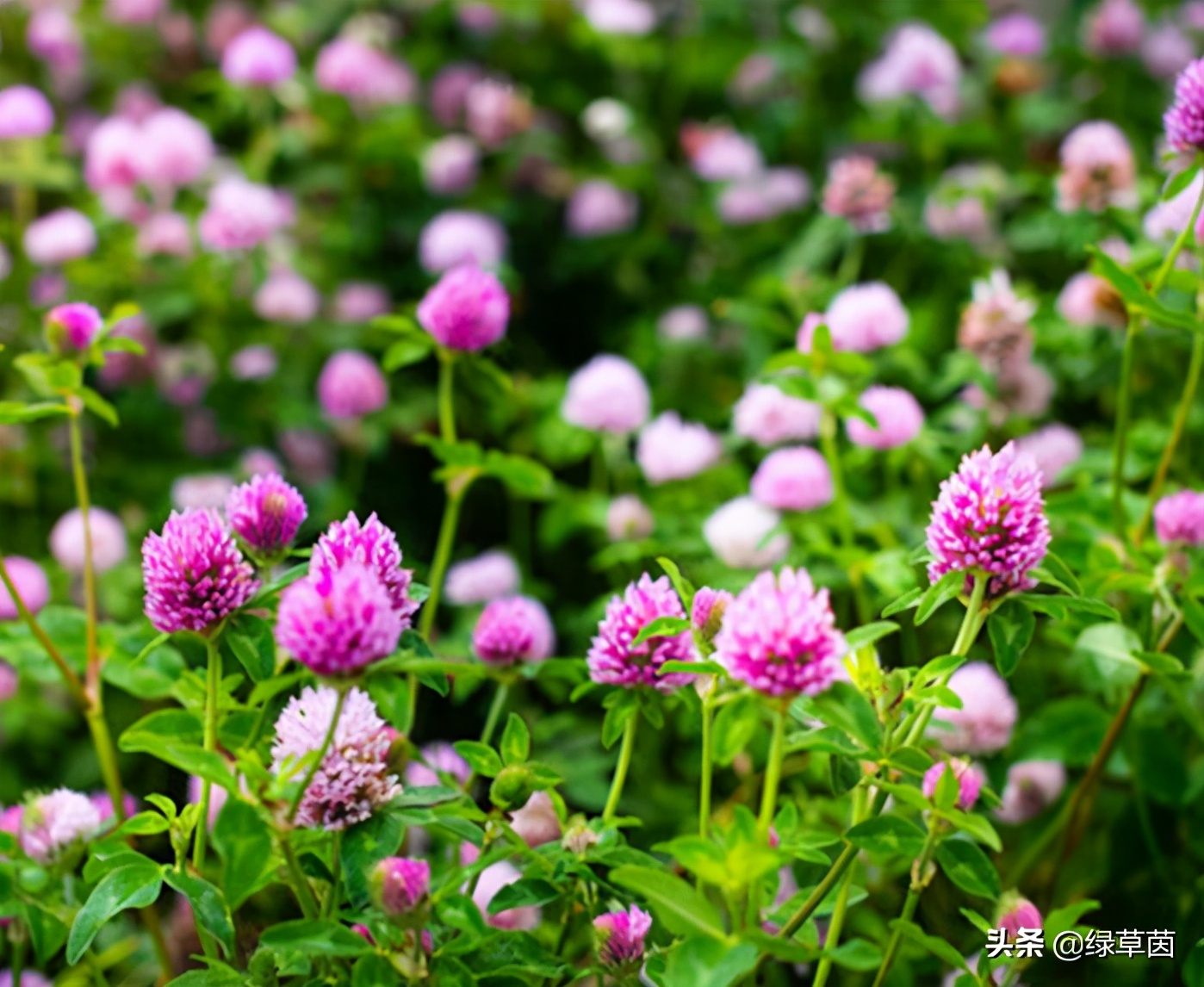 白三叶和红三叶草的区别,白三叶草坪种子