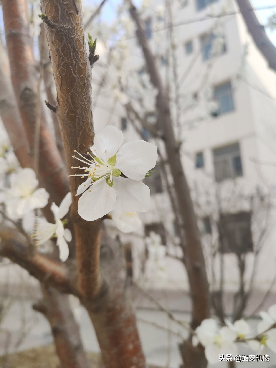 黑鲨游戏手机2pro游戏测评,黑鲨游戏手机2值得入手吗