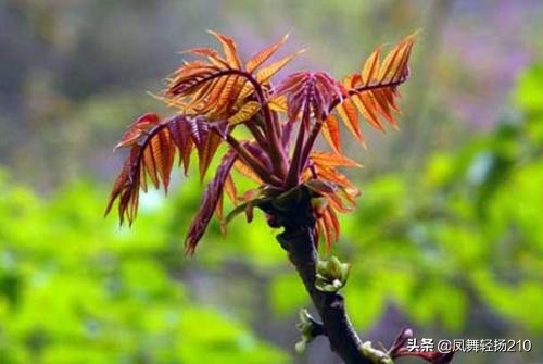 为什么谷雨后就不能吃香椿了,谷雨吃香椿图片