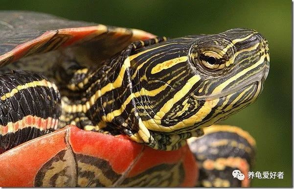 龟粮选择,剃刀龟龟粮选择