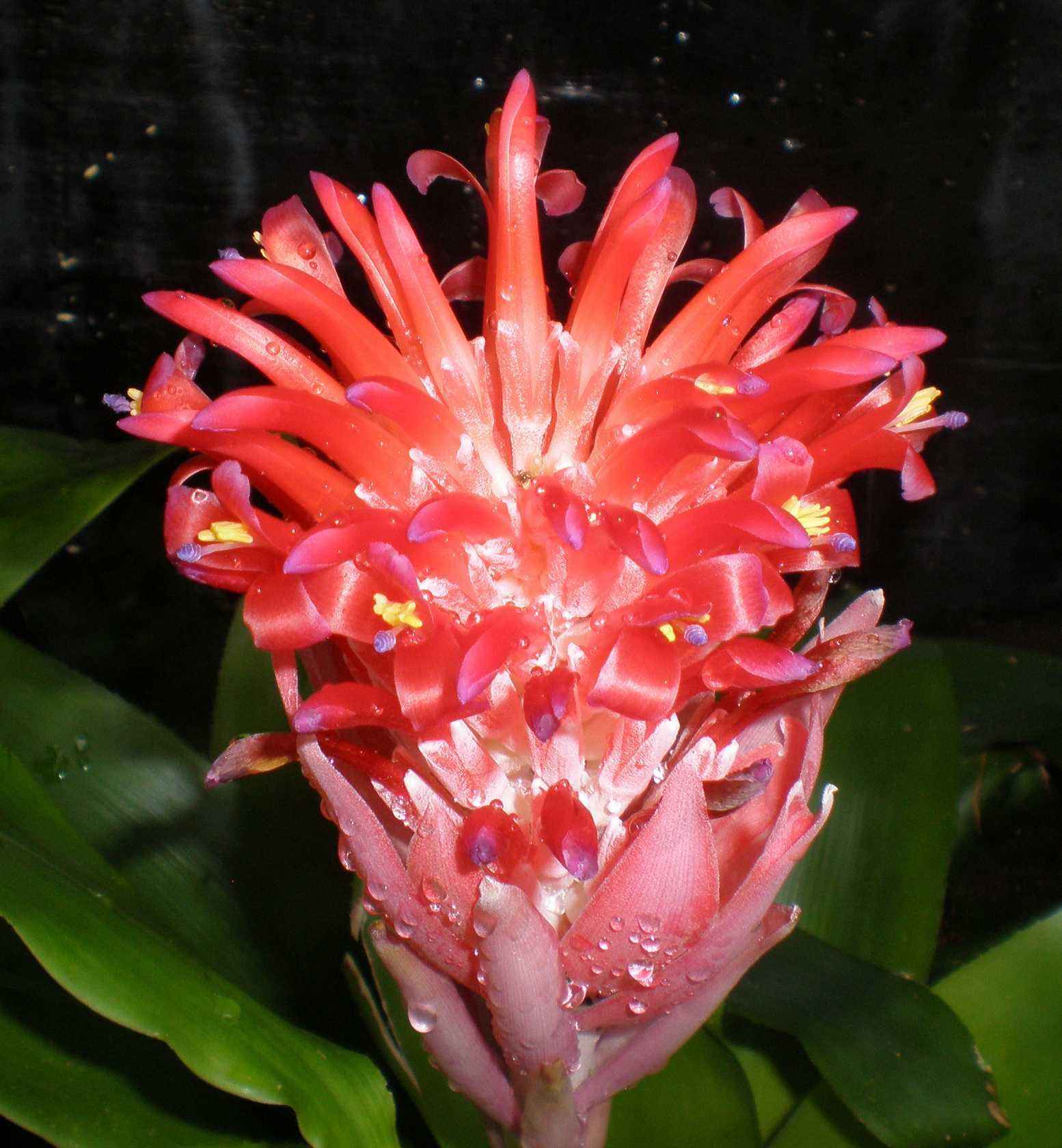 水塔花的养殖方法施什么肥,水塔花的养殖方法和注意事项