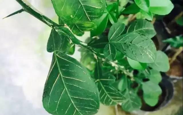 种脐橙果农,种橙子农民