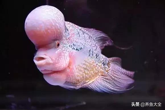 养鱼大神都养什么鱼,鱼缸养鱼都有哪些鱼