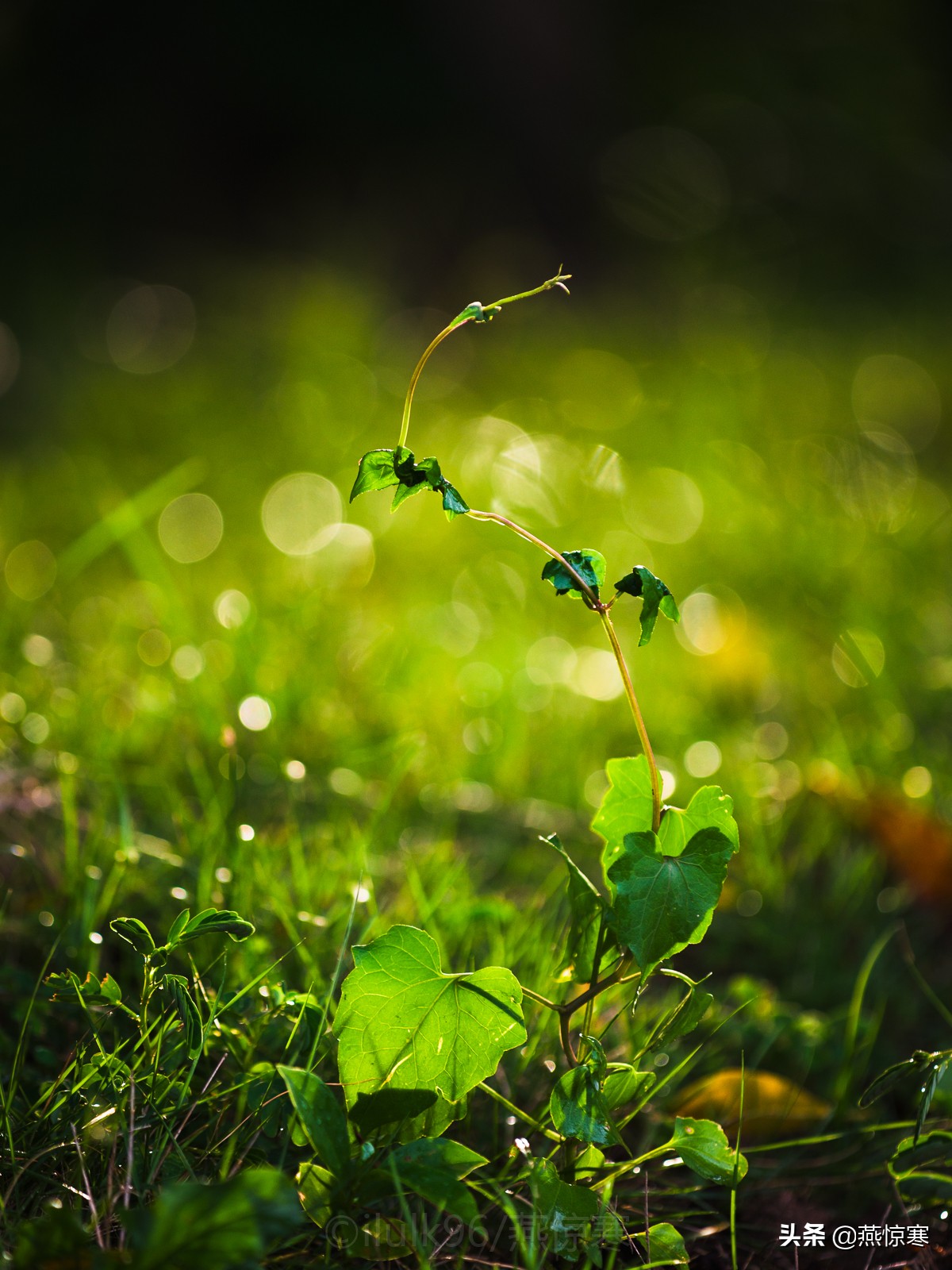 宾得相机配理光的镜头,宾得理光镜头推荐
