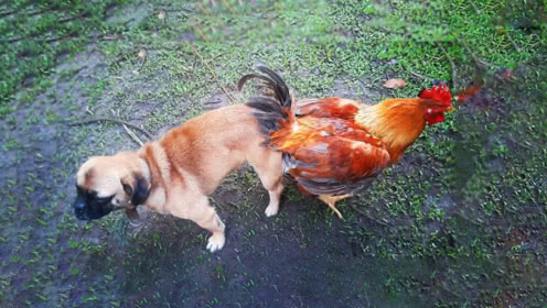 鸡犬不定和鸡犬不宁有什么区别,鸡犬为什么会有恩怨