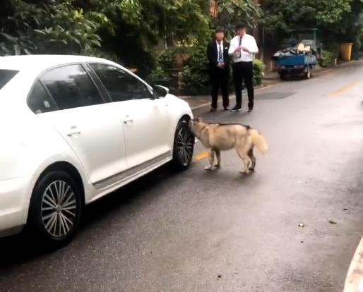 哈士奇拦车不让走，二哈：车可以走，引擎里的猫留下
