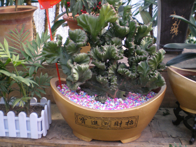 仙人掌开花美图,仙人掌介绍60多种独特的仙人掌