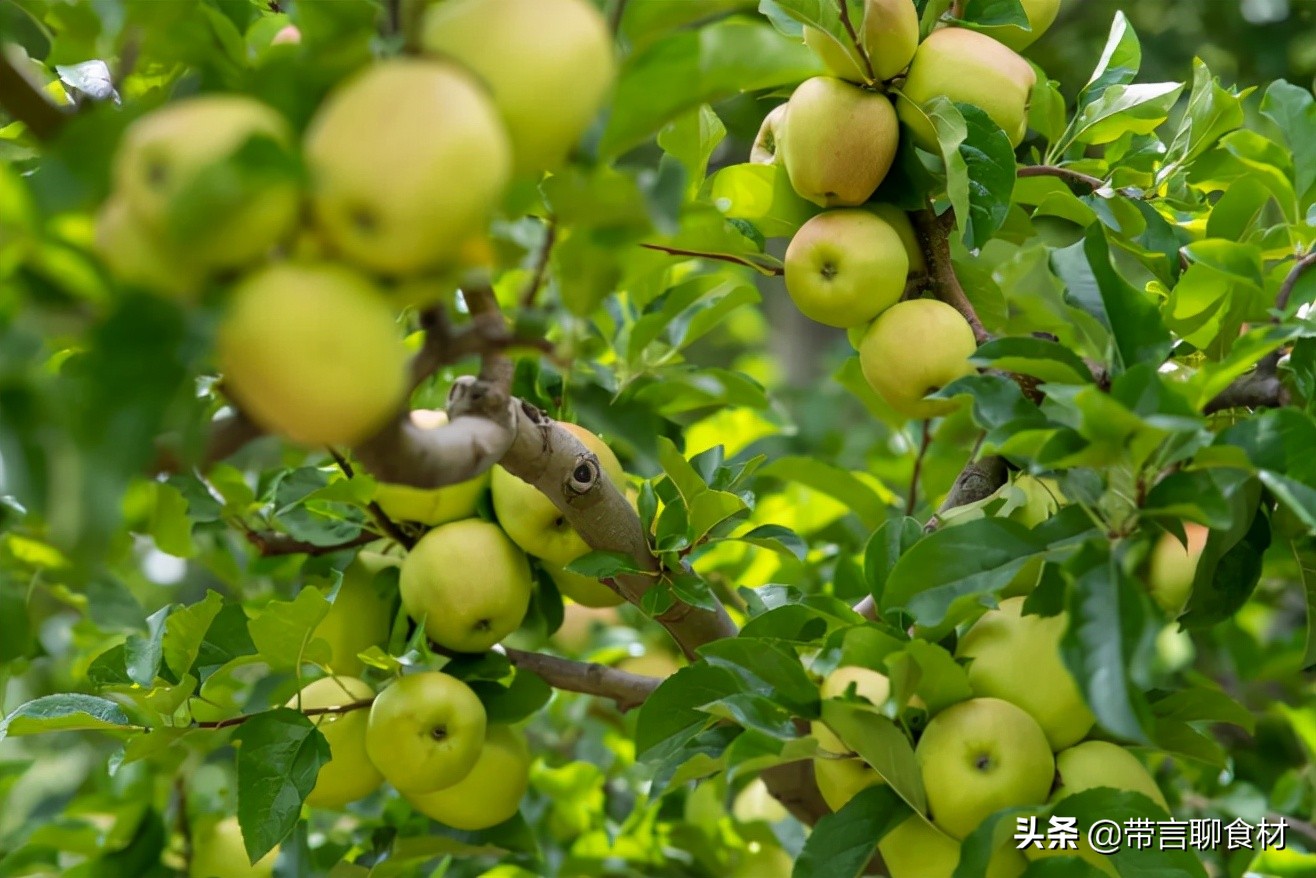 当你吃过黄香蕉苹果黄元帅就懂了现在藏区的小金冠苹果为何受欢迎