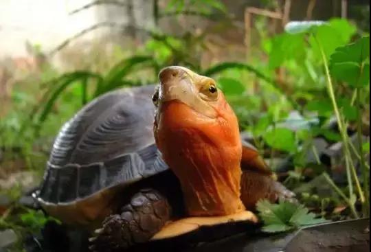 养龟犯法判三年,养龟被罚判刑标准