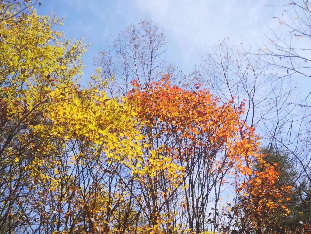 甲友心声患过甲癌的更长寿,甲友心声全文