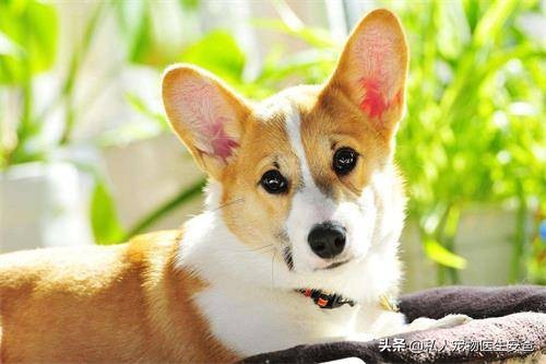 狗狗耳部疾病如何解决,狗狗耳朵增生最好的解决办法