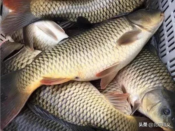 顺义区年货节日福利,顺义区年货节日福利值得购买吗