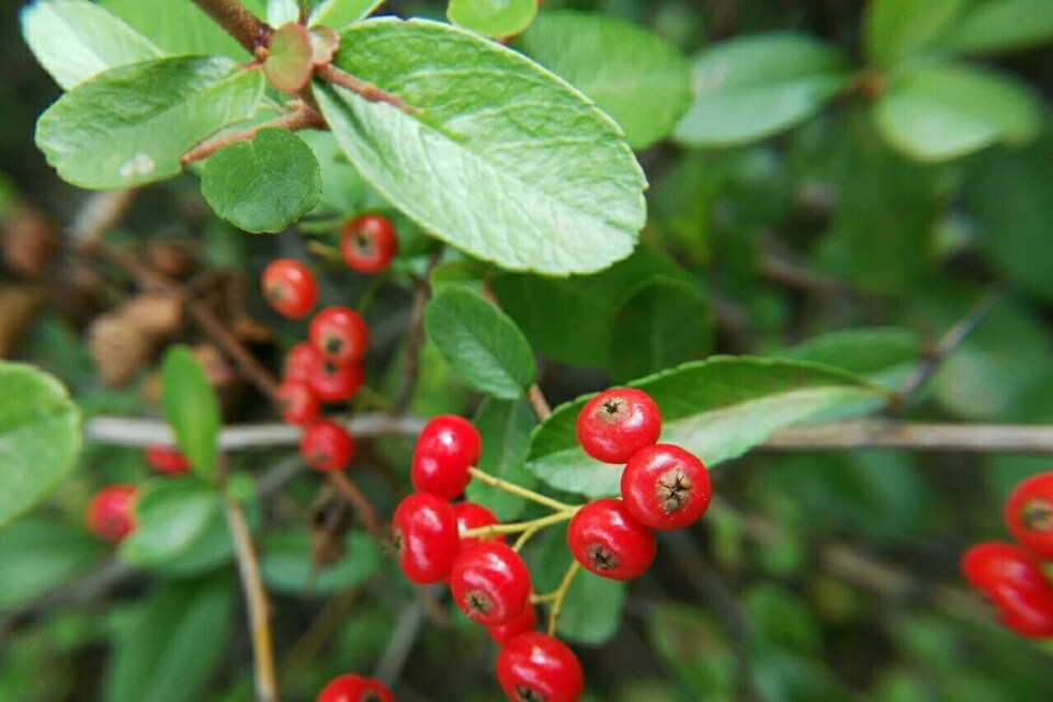 植物图鉴窄叶火棘,植物图鉴灌木