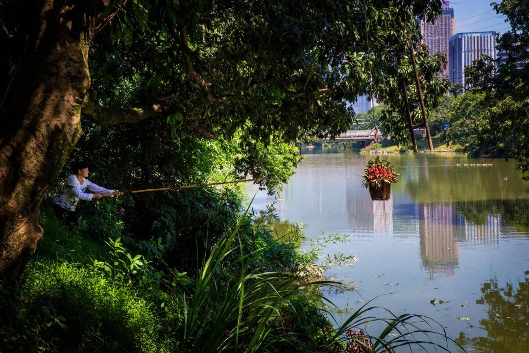 荔城无处不荔枝翻译,荔城无处无荔枝