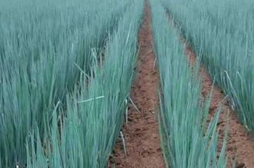 葱管导尿原理,葱管导尿术靠谱么