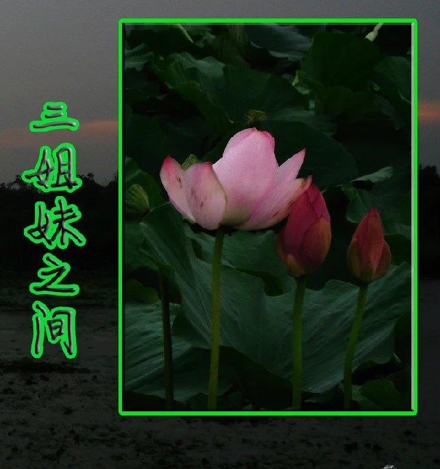 丑小鸭变白天鹅真实改编,丑小鸭摇身一变白天鹅