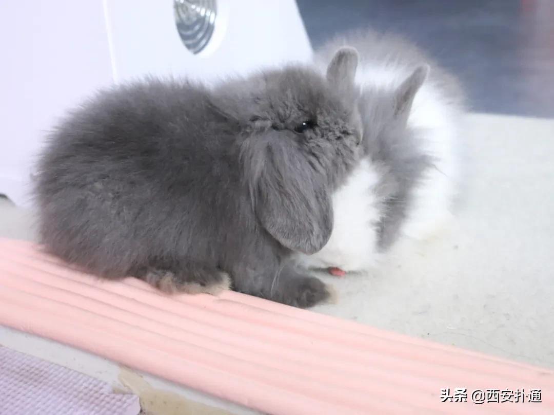 西安有哪些可以撸兔子的店,西安撸兔子的店