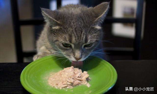喵星人为什么尝不出甜味,喵星人最喜欢吃什么