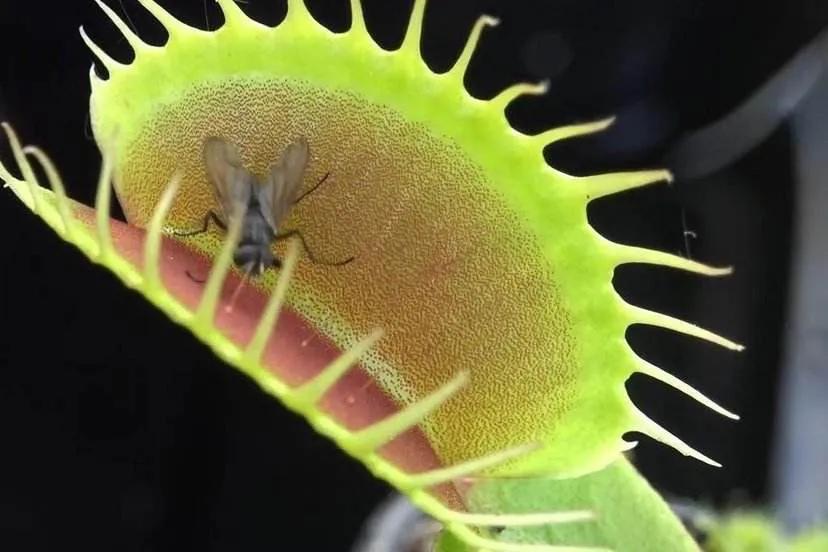 捕蝇草怎样才是健康的,捕蝇草如何排出身体内产生的废物