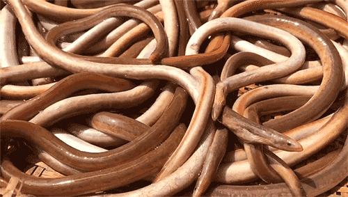 告别北上广：女白领朋友圈直播捕鱼，看了才知道什么是硬核海鲜