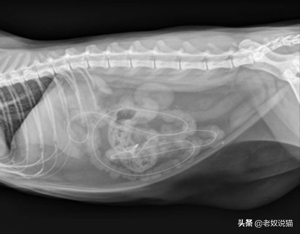 猫咪爪子的x光片,猫咪心脏x光片