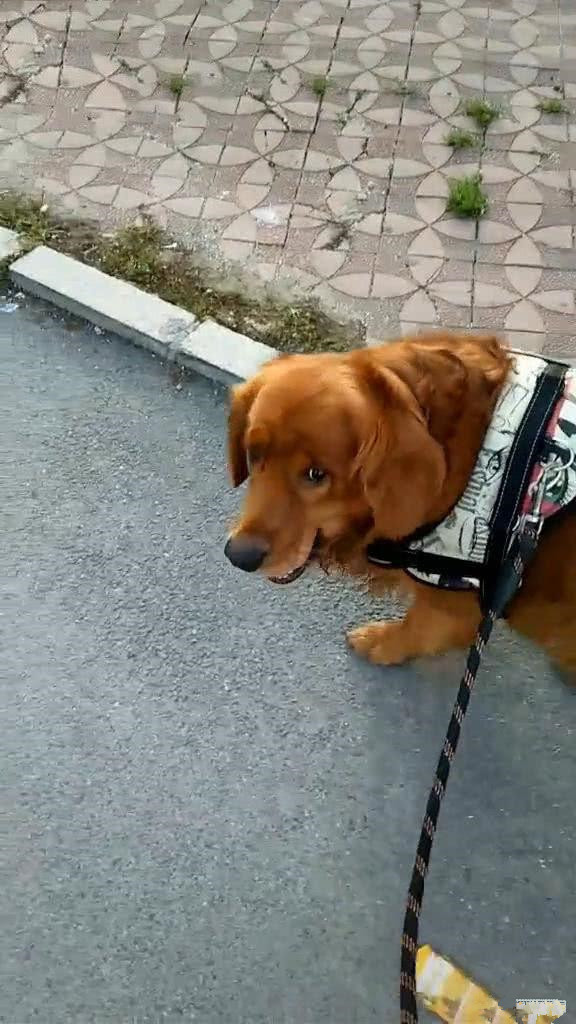 刚从水果店结完账,发现金毛嘴肿得老大,扒开一看:你也太会了吧