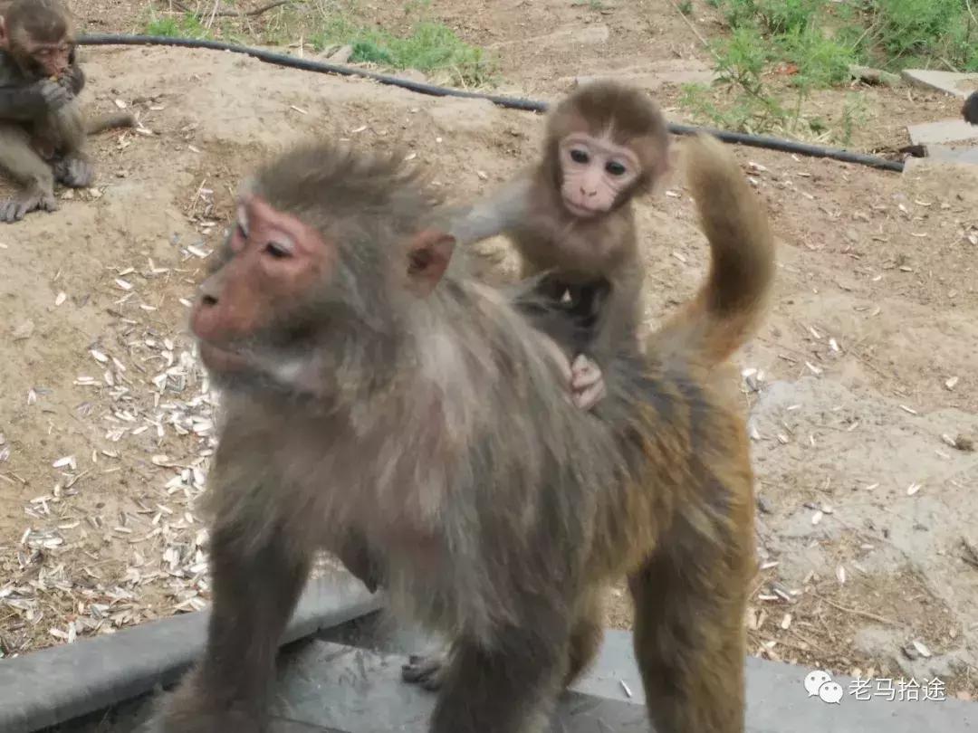 最好爬、闹市区、景色奇、有野猴—野游户外-5