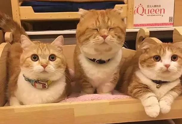 猫咪没有发情，为什么喜欢在家里乱尿？这7个原因很容易被忽视