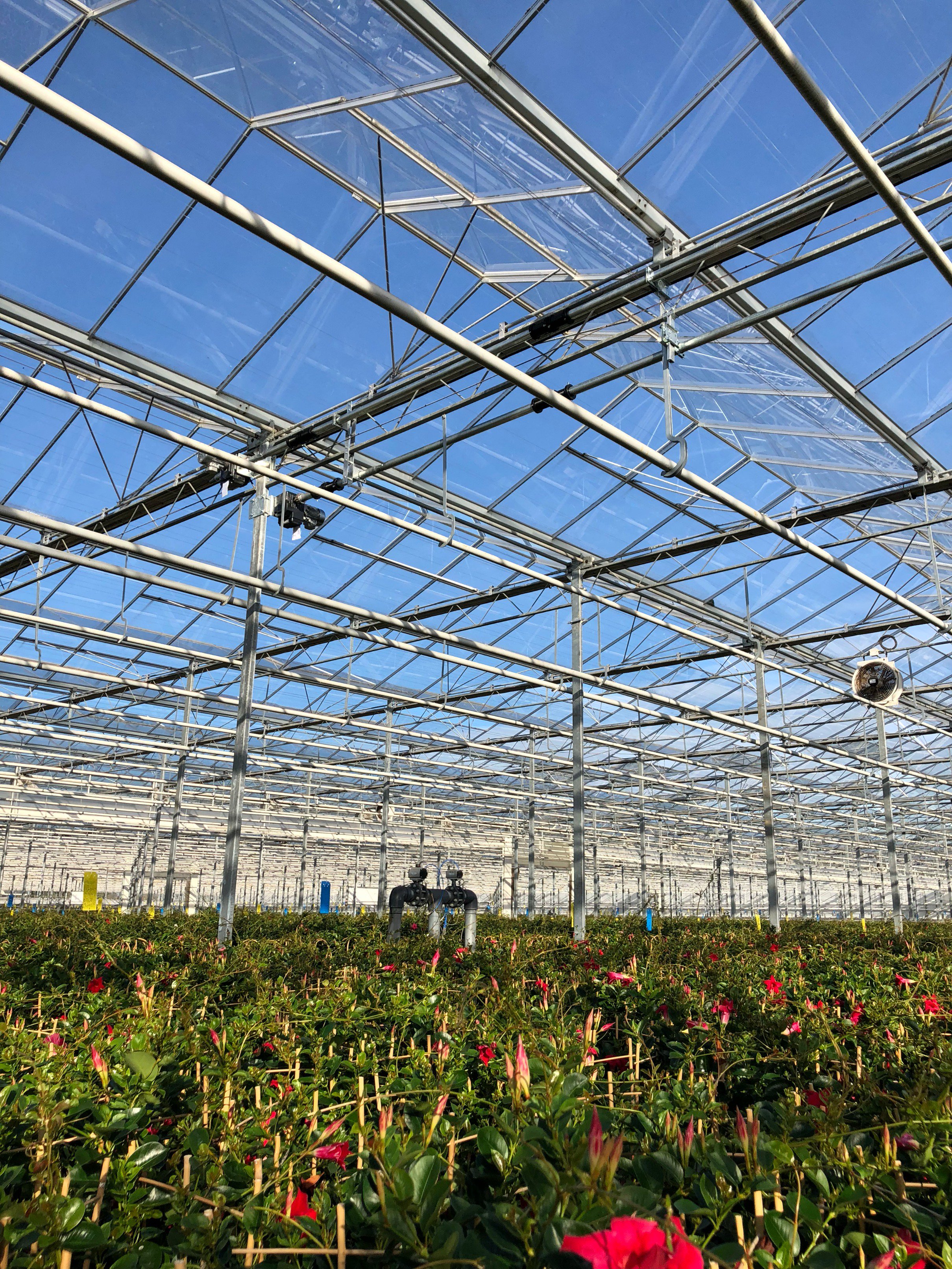 全玻璃温室大棚是嘘头？相比较其它温室的优缺点有哪些